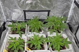 The Ultimate Guide to Marijuana Seeds Connecticut