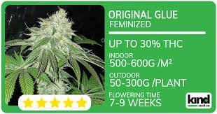 The Ultimate Guide to Marijuana Seeds Connecticut